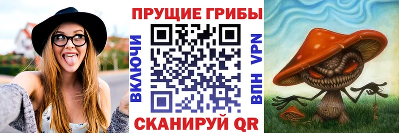 даркнет наркотические препараты Магас Псилоцибиновые грибы Psilocybe